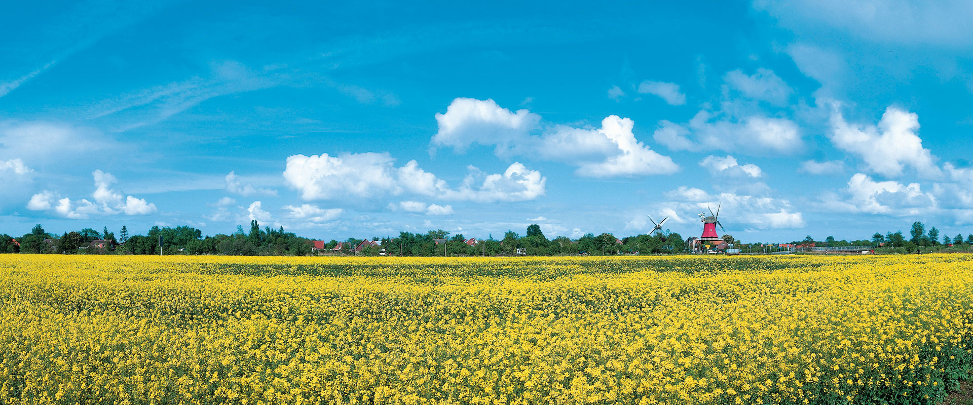 Sommerlandschaft mit gelben Feld und blauen Himmel 